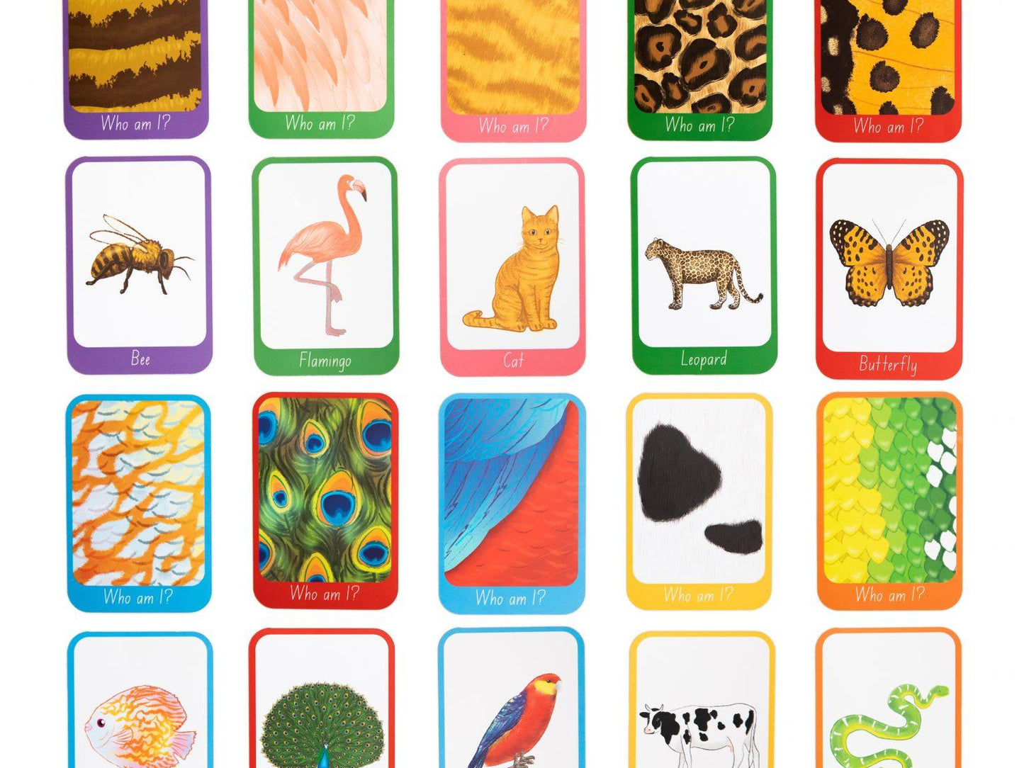 Who Am I? Flashcards