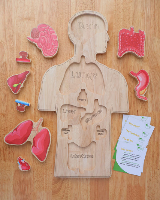 Wooden Human body Anatomy Puzzle
