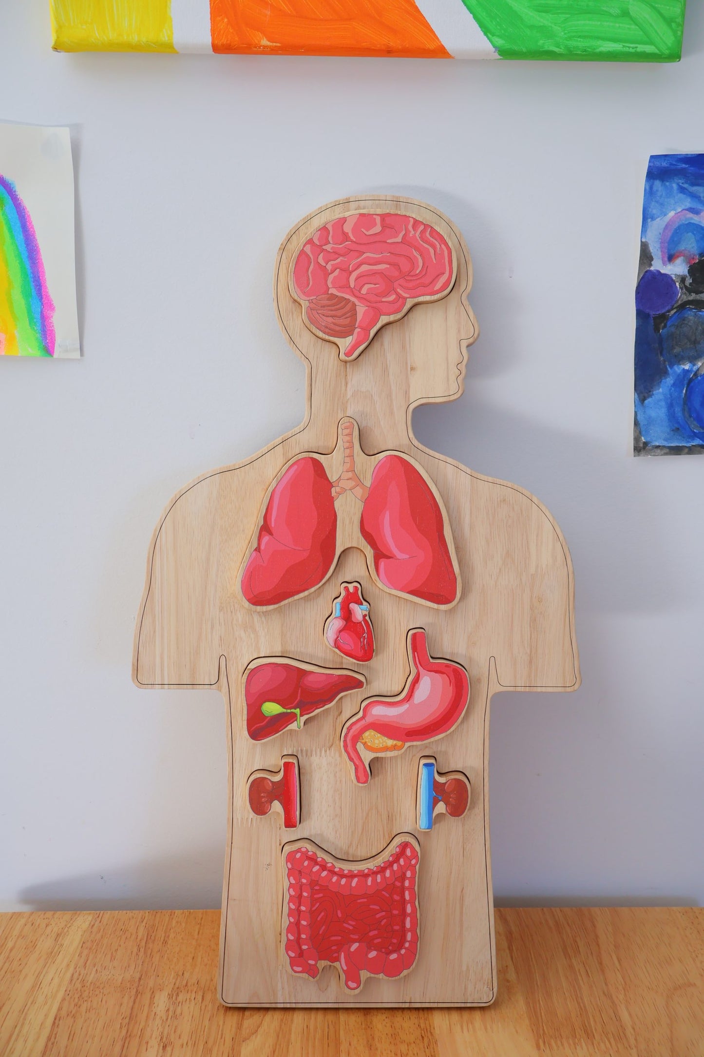 Wooden Human body Anatomy Puzzle