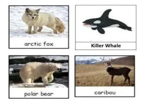 Four-panel image showing different Arctic animals: arctic fox, killer whale, polar bear, and caribou.