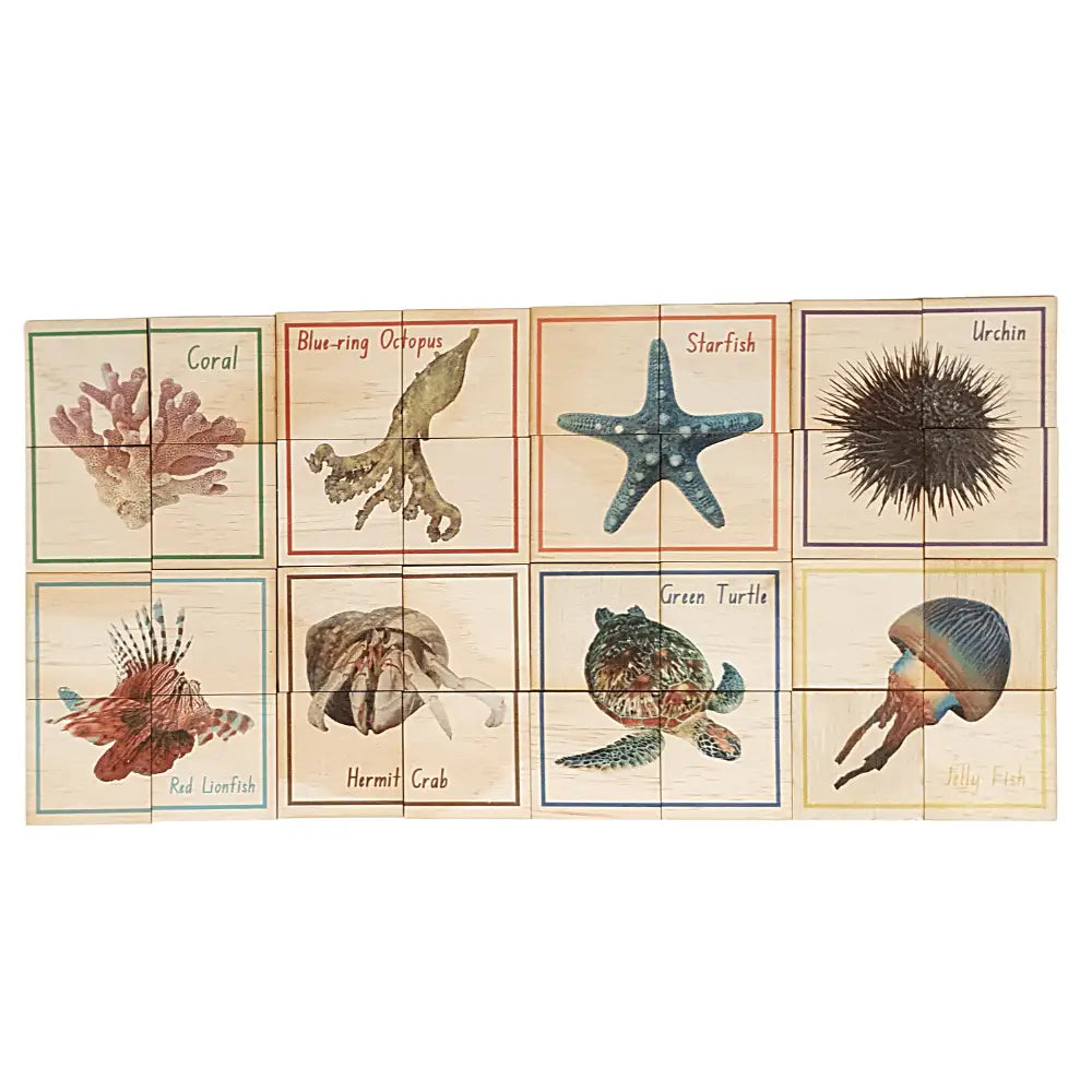 Collection of illustrated marine life specimens arranged in a grid format.