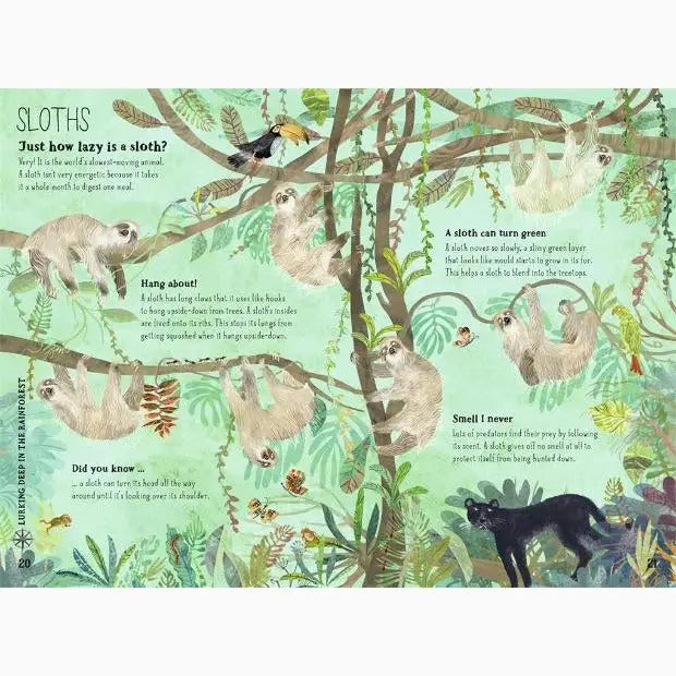 Illustrated educational page about sloths featuring multiple sloth drawings in a jungle setting.