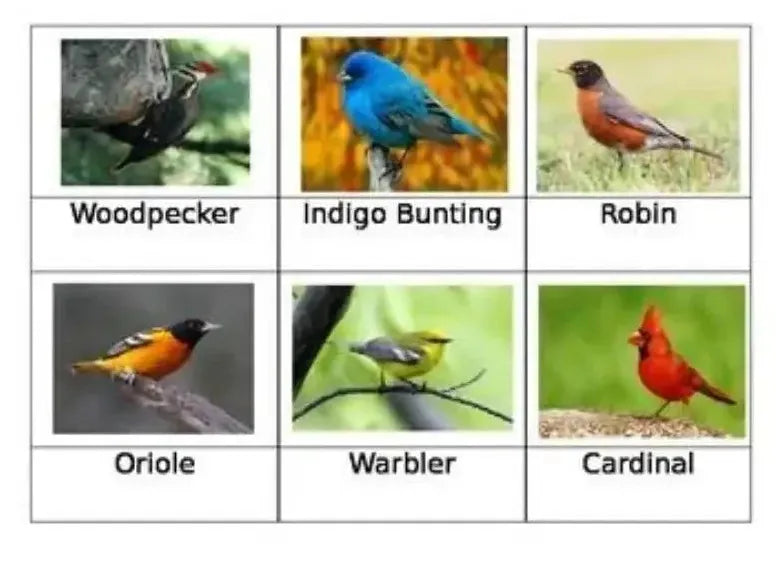 Collection of six labeled bird photographs showing different species.