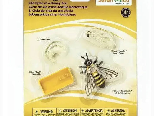 Educational toy model depicting the life cycle stages of a honey bee.
