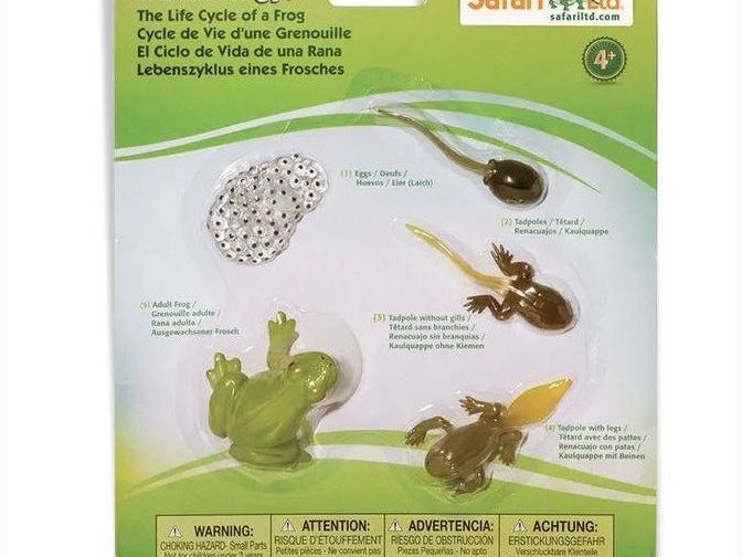 SAFARI LTD LIFE CYCLE OF A FROG SAFARIOLOGY - Learn Grow Play