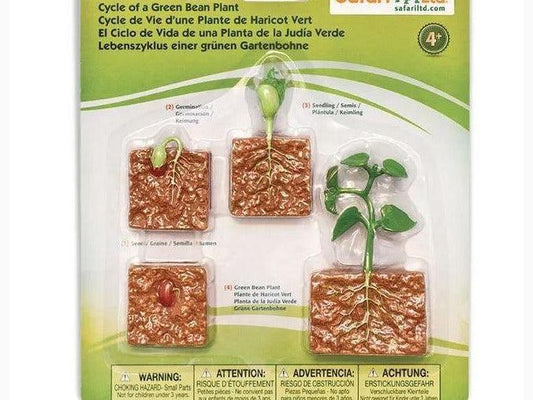 SAFARI LTD LIFE CYCLE OF A GREEN BEAN PLANT SAFARI - Learn Grow Play