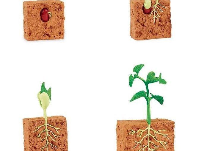 SAFARI LTD LIFE CYCLE OF A GREEN BEAN PLANT SAFARI - Learn Grow Play