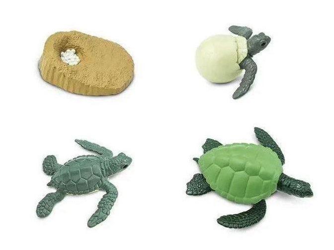 SAFARI LTD LIFE CYCLE OF A GREEN SEA TURTLE SAFARI - Learn Grow Play