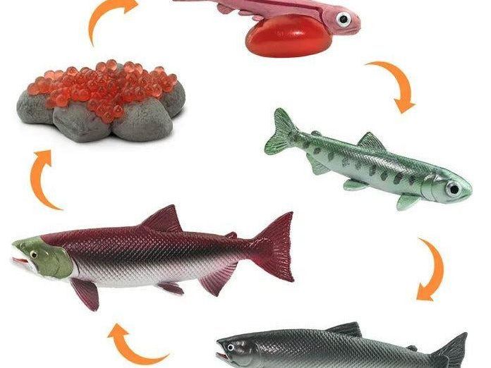 SAFARI LTD LIFE CYCLE OF A SALMON - Learn Grow Play