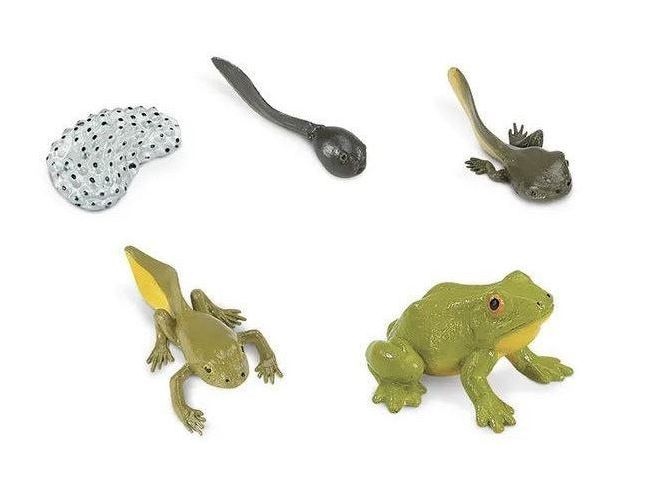 SAFARI LTD LIFE CYCLE OF A FROG SAFARIOLOGY - Learn Grow Play