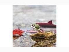 SAFARI LTD LIFE CYCLE OF A SALMON - Learn Grow Play