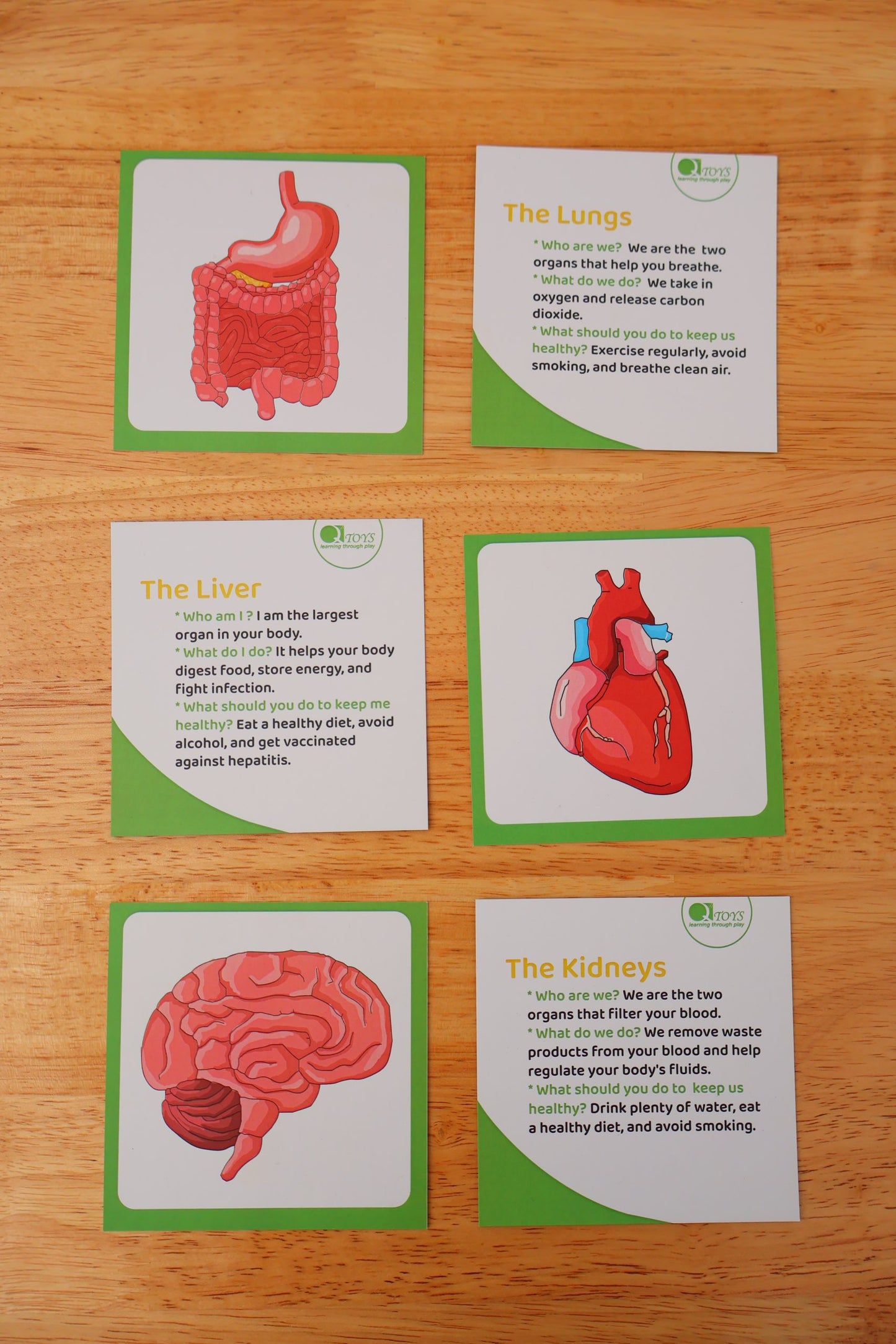 Wooden Human body Anatomy Puzzle