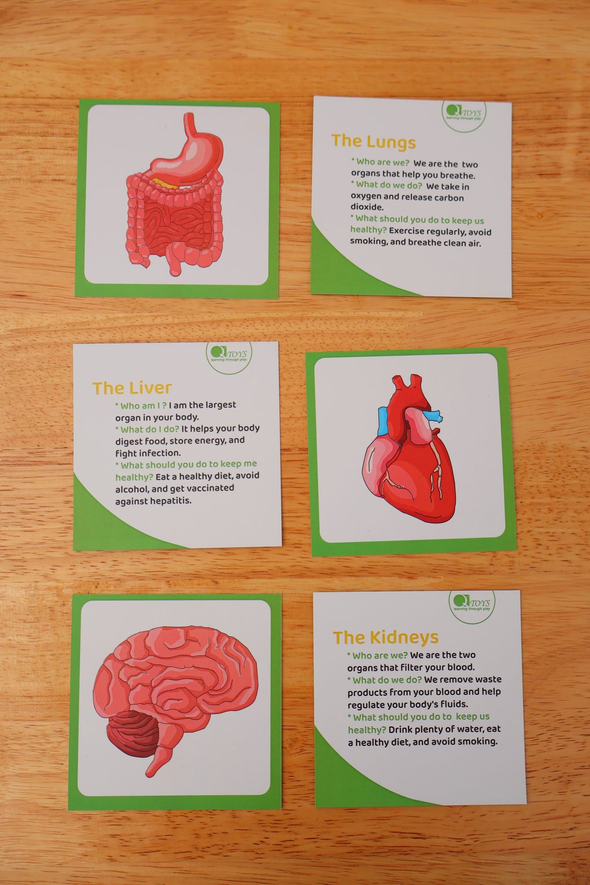Wooden Human body Anatomy Puzzle