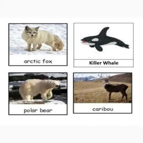 Four-panel image showing different Arctic animals: arctic fox, killer whale, polar bear, and caribou.