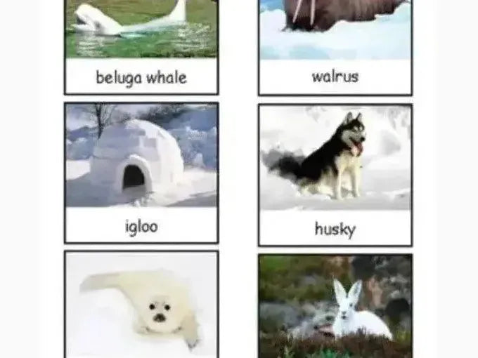 Collection of six labeled images showing Arctic animals and an igloo.