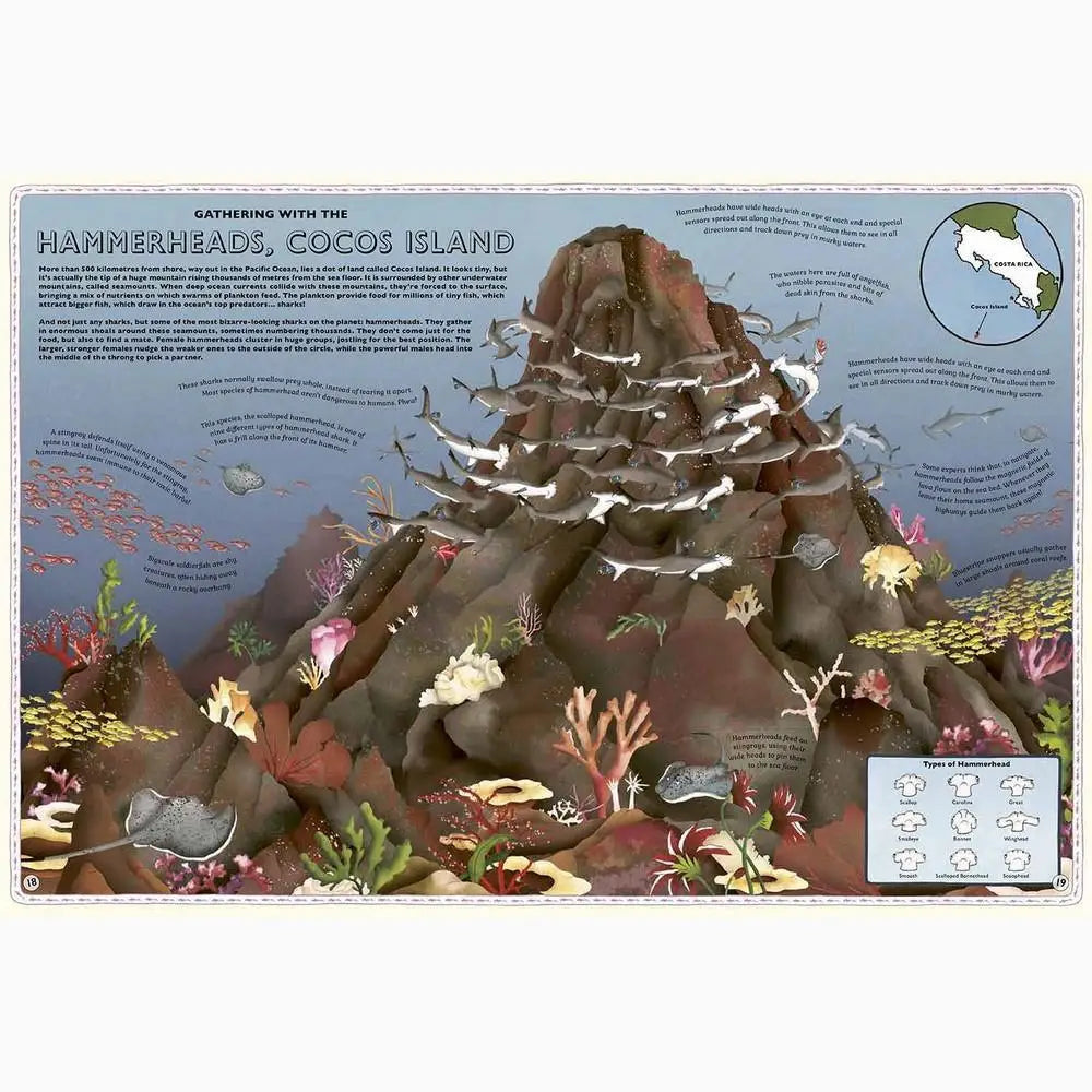 Underwater illustration of Hammerhead, Cocos Island showing marine life around a volcanic seamount.