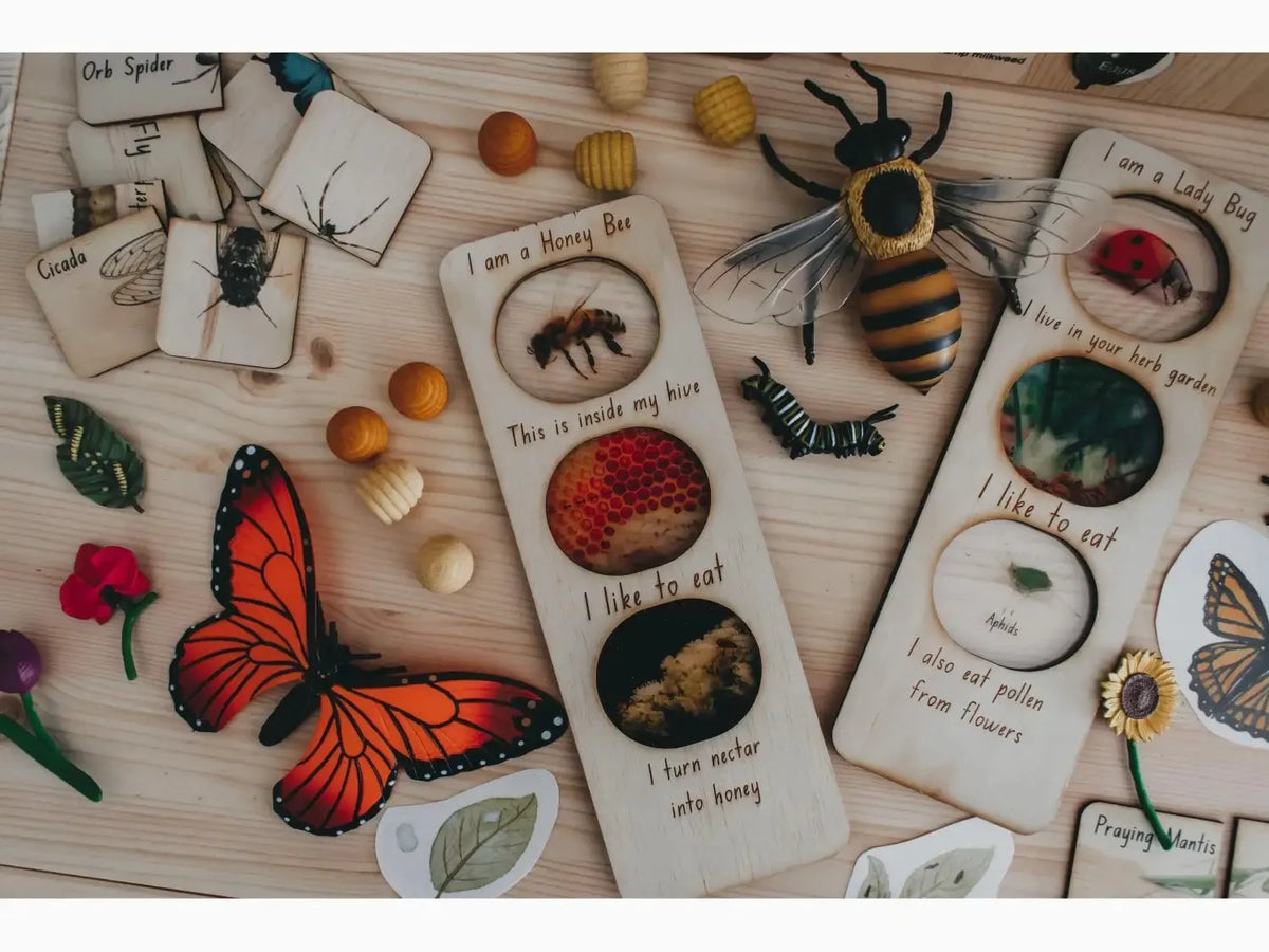 Collection of nature-themed educational cards and models featuring insects, plants, and fruits.