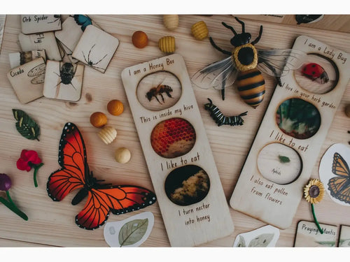 Collection of nature-themed educational cards and models featuring insects, plants, and fruits.
