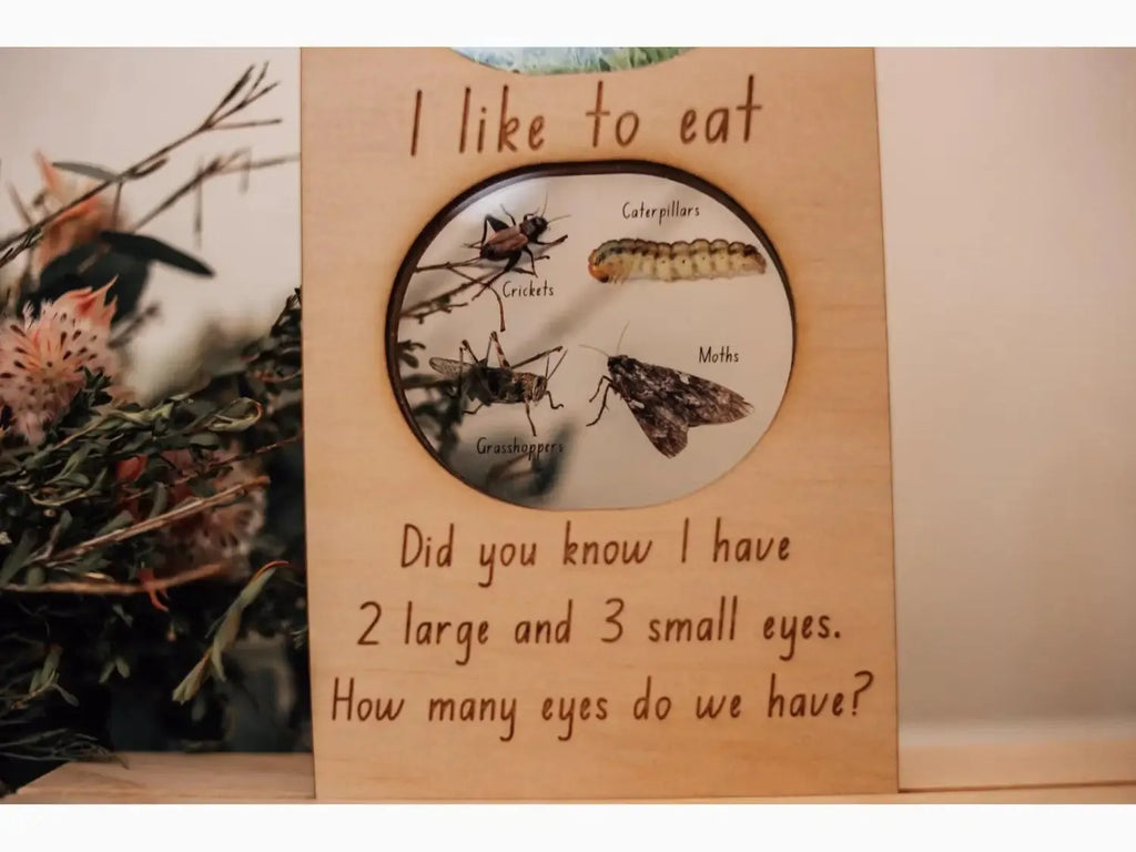 Wooden educational board about moth eyes and eating habits.