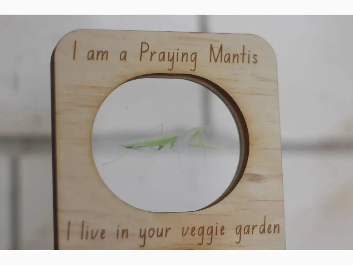 Wooden frame with a circular cutout displaying a small green praying mantis.