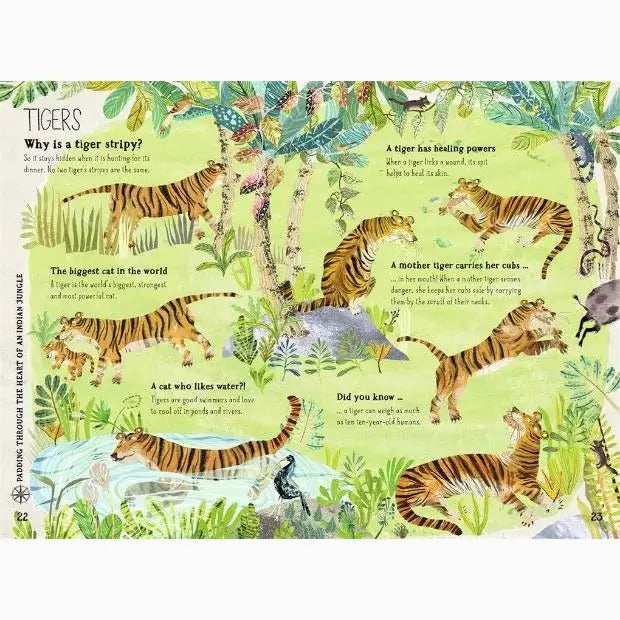 Educational illustration showing various tigers and facts about their stripes.