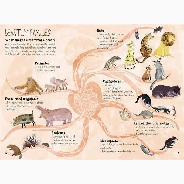 Infographic showing different mammal families and their characteristics.