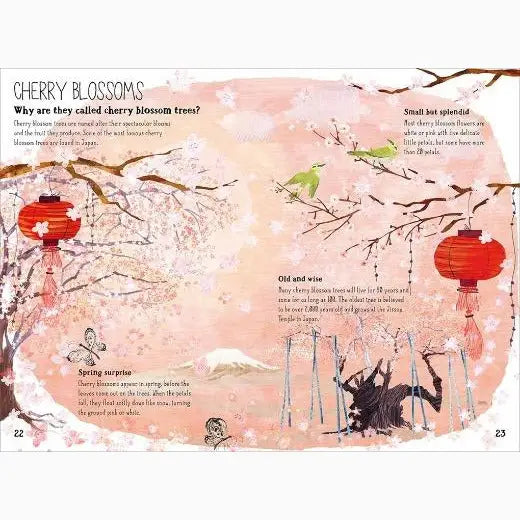 Illustrated page about cherry blossoms featuring Japanese-style artwork and informational text.