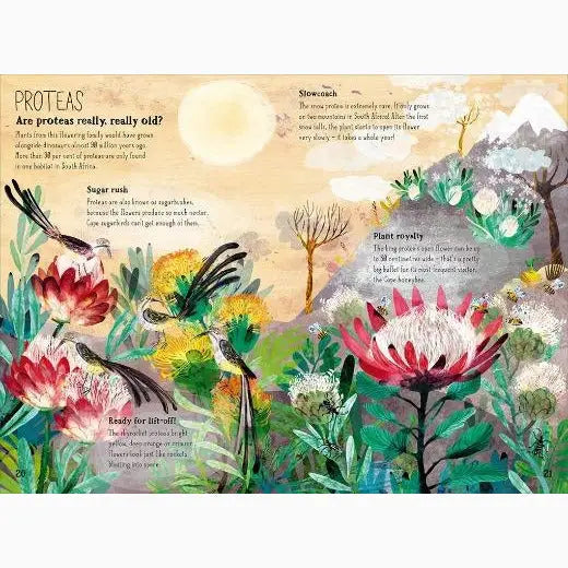 Colorful illustrated page about proteas featuring vibrant floral artwork and informational text.