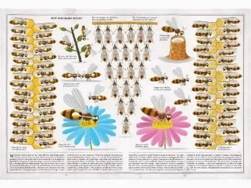 Educational poster displaying various types and life stages of honey bees.