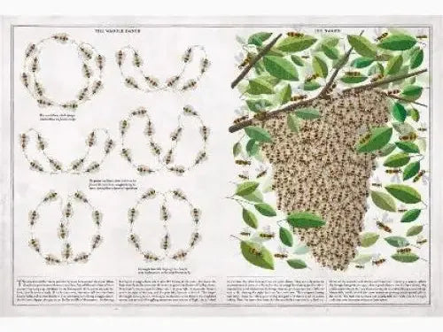 Educational illustration showing ant colony behavior and nest structure.