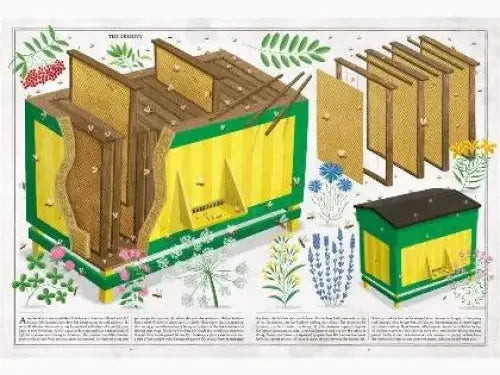 Illustrated diagram of a beehive’s internal structure and components.