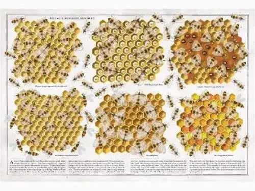 Illustrated chart displaying various types and colors of honey bees.
