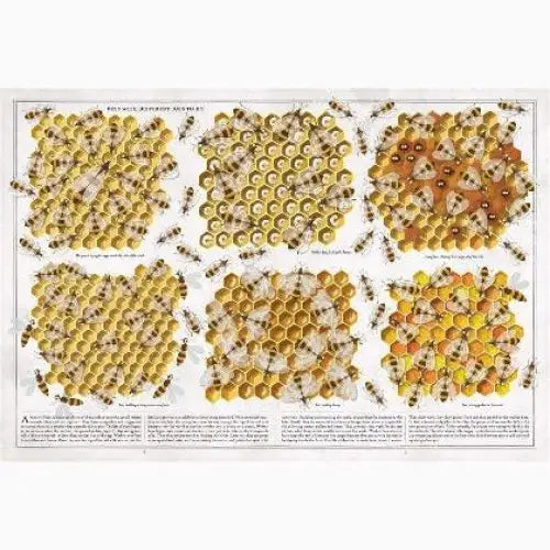 Illustrated chart displaying various types and colors of honey bees.