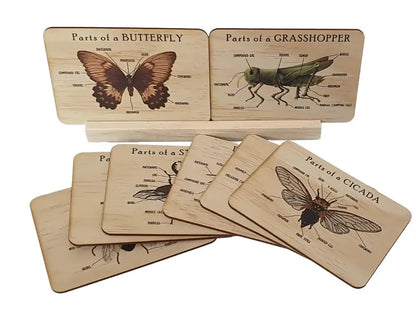 Set of wooden educational cards depicting insect anatomy.