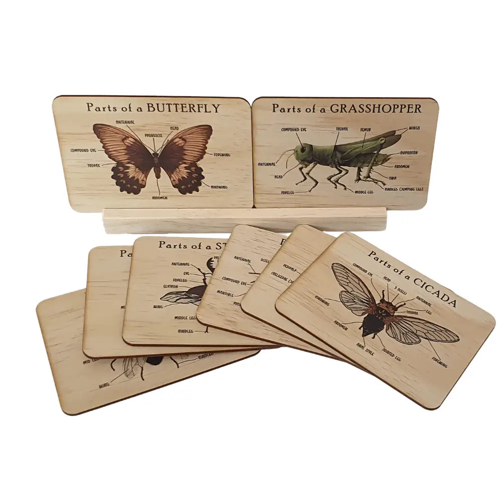 Set of wooden educational cards depicting insect anatomy.