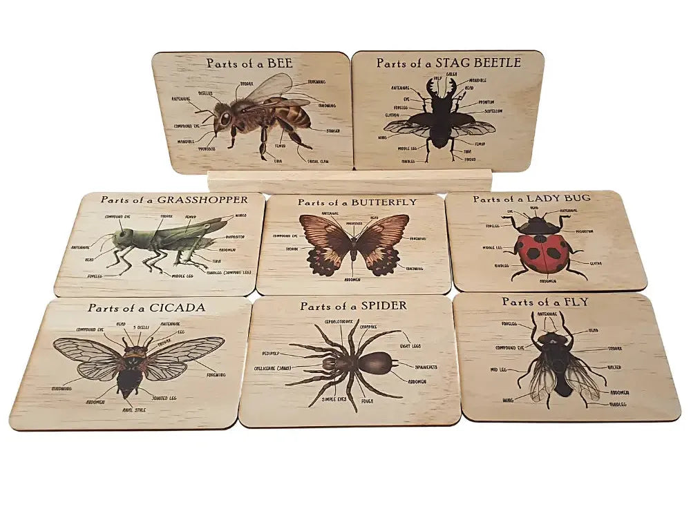 Set of educational coasters featuring anatomical illustrations of various insects and bugs.