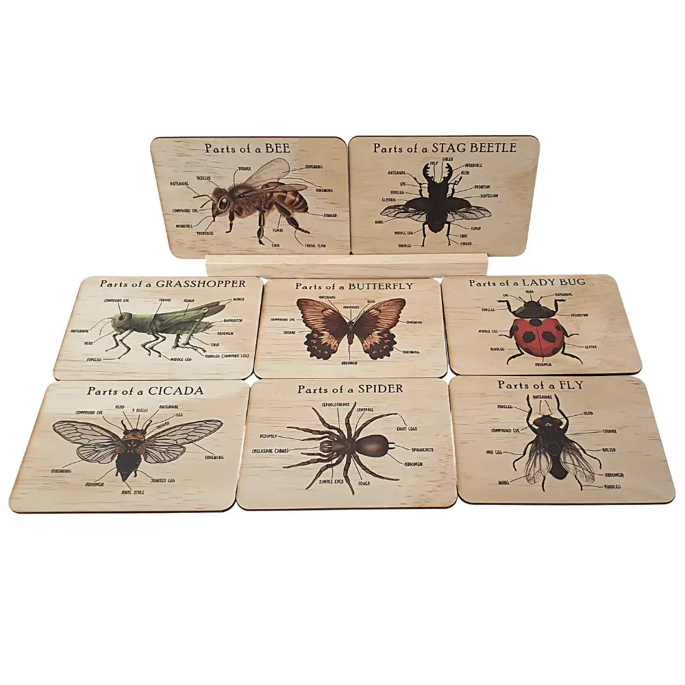 Set of educational coasters featuring anatomical illustrations of various insects and bugs.