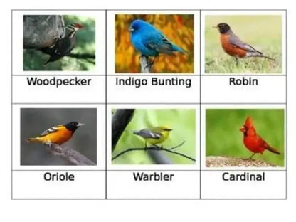 Collection of six labeled bird photographs showing different species.