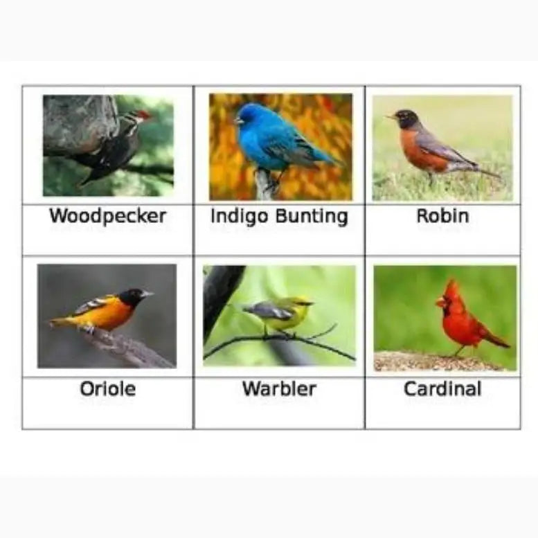 Collection of six labeled bird photographs showing different species.