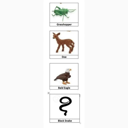 A set of four labeled animal illustrations arranged vertically.
