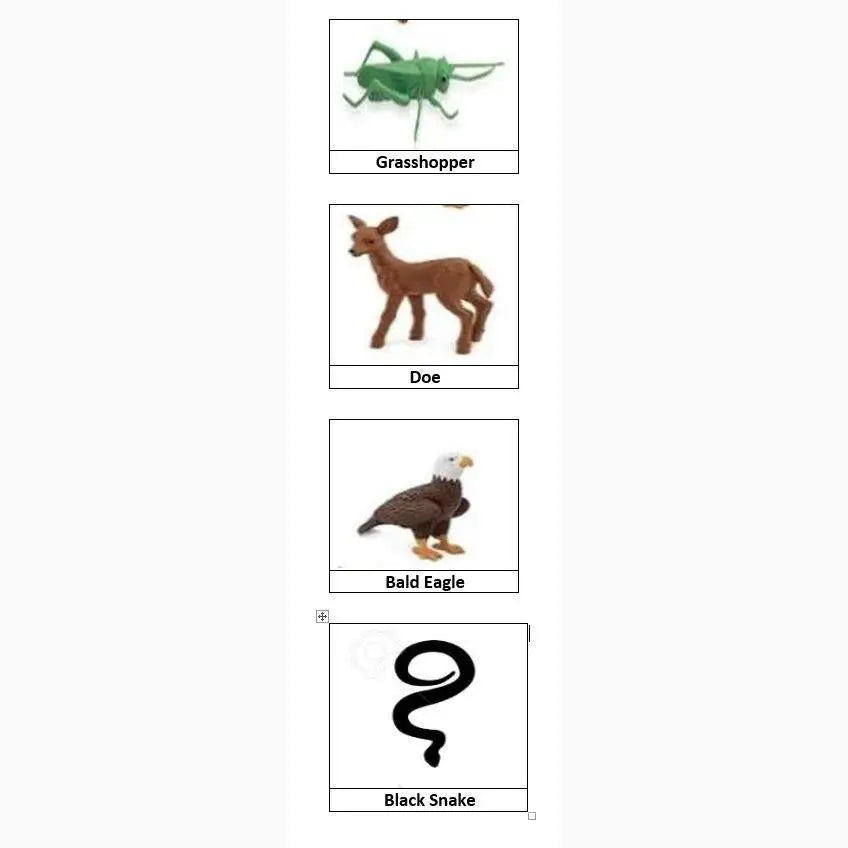 A set of four labeled animal illustrations arranged vertically.