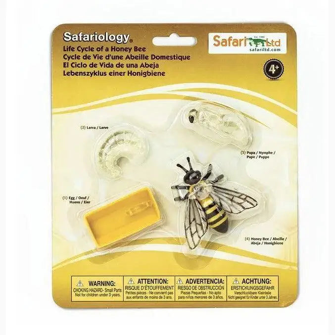 Educational toy model depicting the life cycle stages of a honey bee.