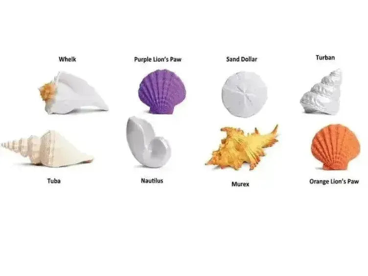 Collection of various seashells and marine objects labeled with their names.