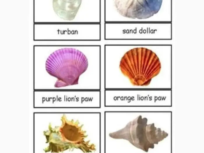 Collection of seashells and marine objects with labels identifying each type.