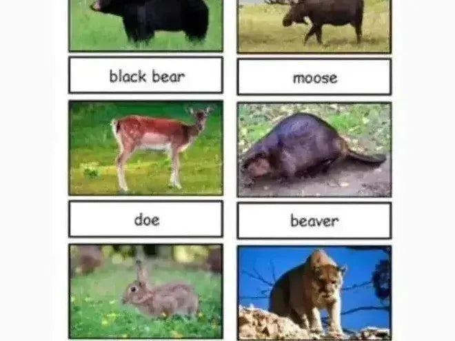 Collection of wildlife photographs labeled with animal names, including bear, moose, deer, beaver, rabbit, and mountain lion.