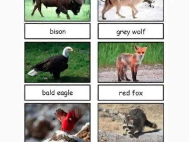 Collection of wildlife photographs with labeled species names, including bison, grey wolf, bald eagle, red fox, cardinal, and raccoon.