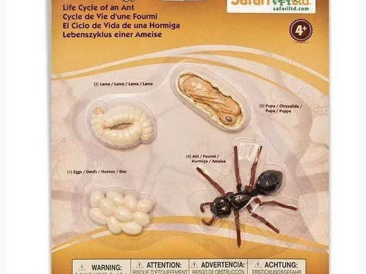 SAFARI LTD LIFE CYCLE OF AN ANT SAFARIOLOGY - Learn Grow Play