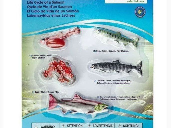 SAFARI LTD LIFE CYCLE OF A SALMON - Learn Grow Play