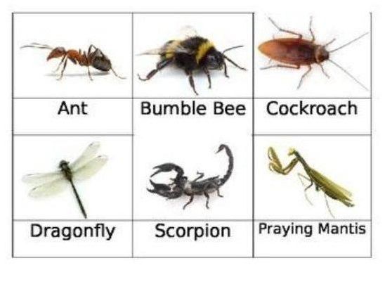 Safari Ltd Insects Toob