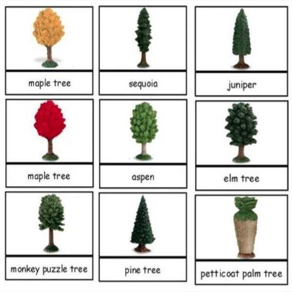 Safari LTD Trees Toob + Printable Language Cards